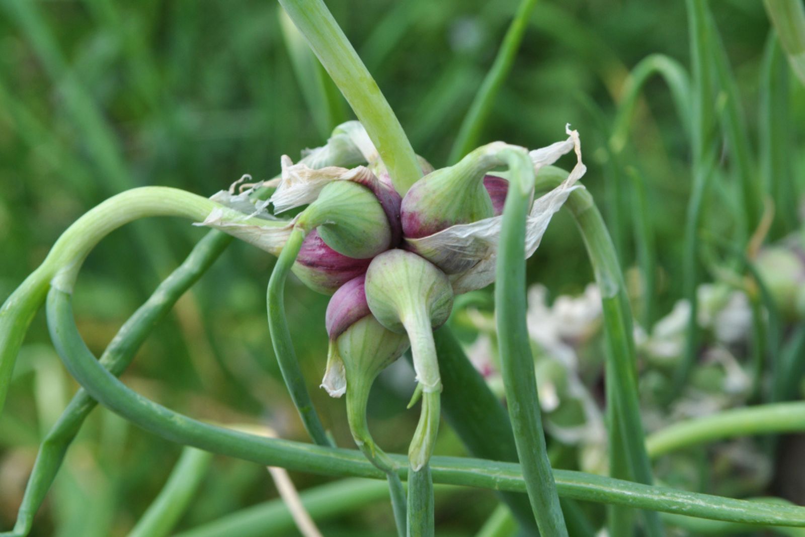 Egyptian Walking Onions