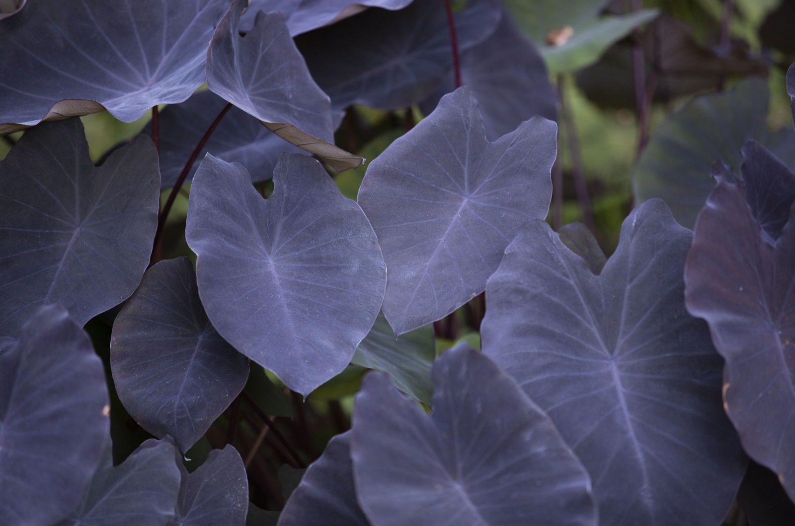 Elephant Ears