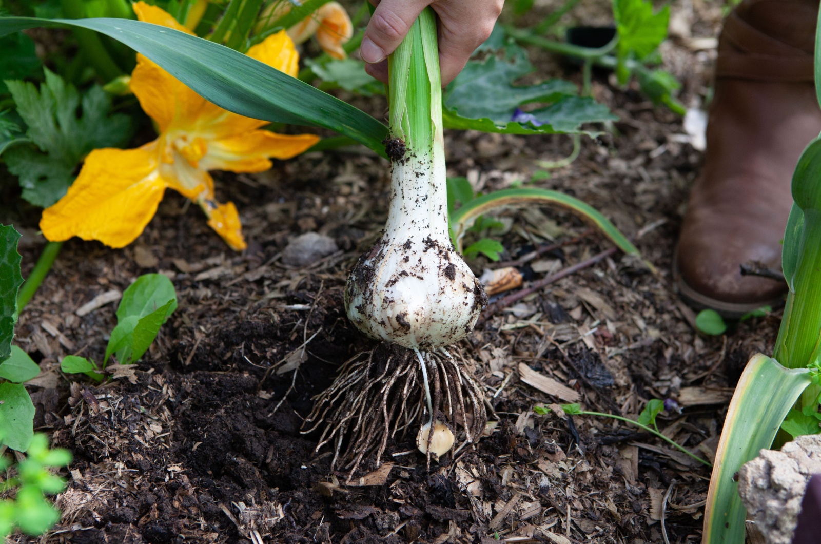 Elephant Garlic