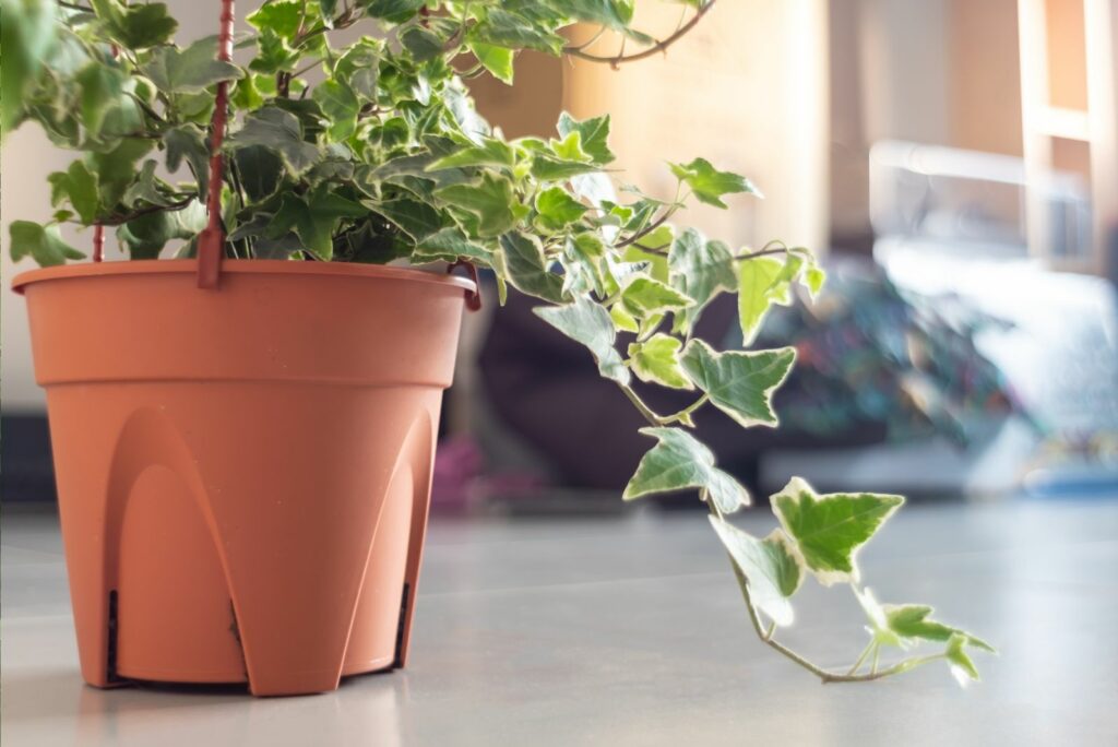 English Ivy plant in pot