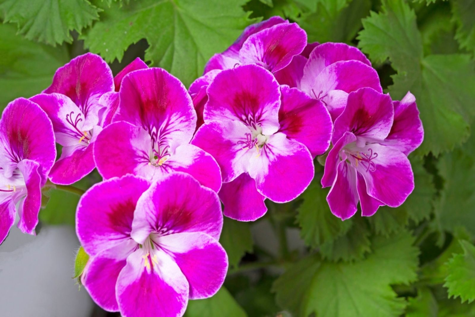 English geranium or noble geranium