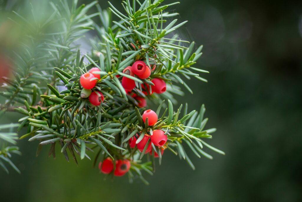 European yew is conifer shrub