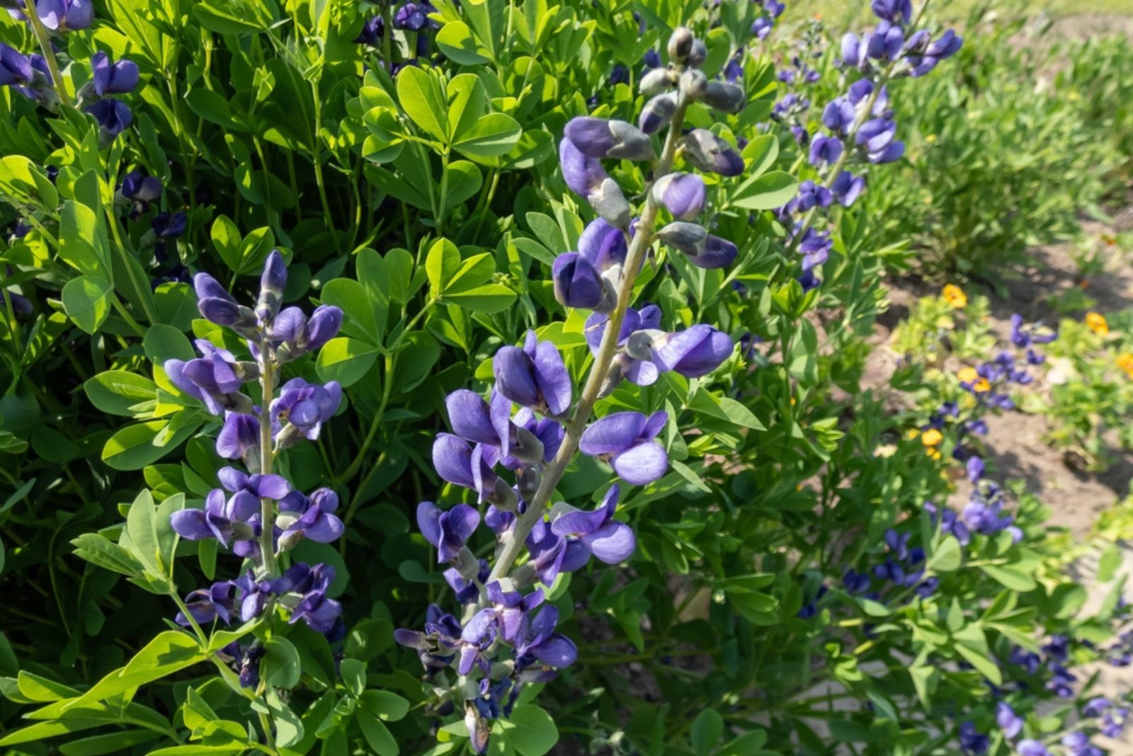 False Indigo