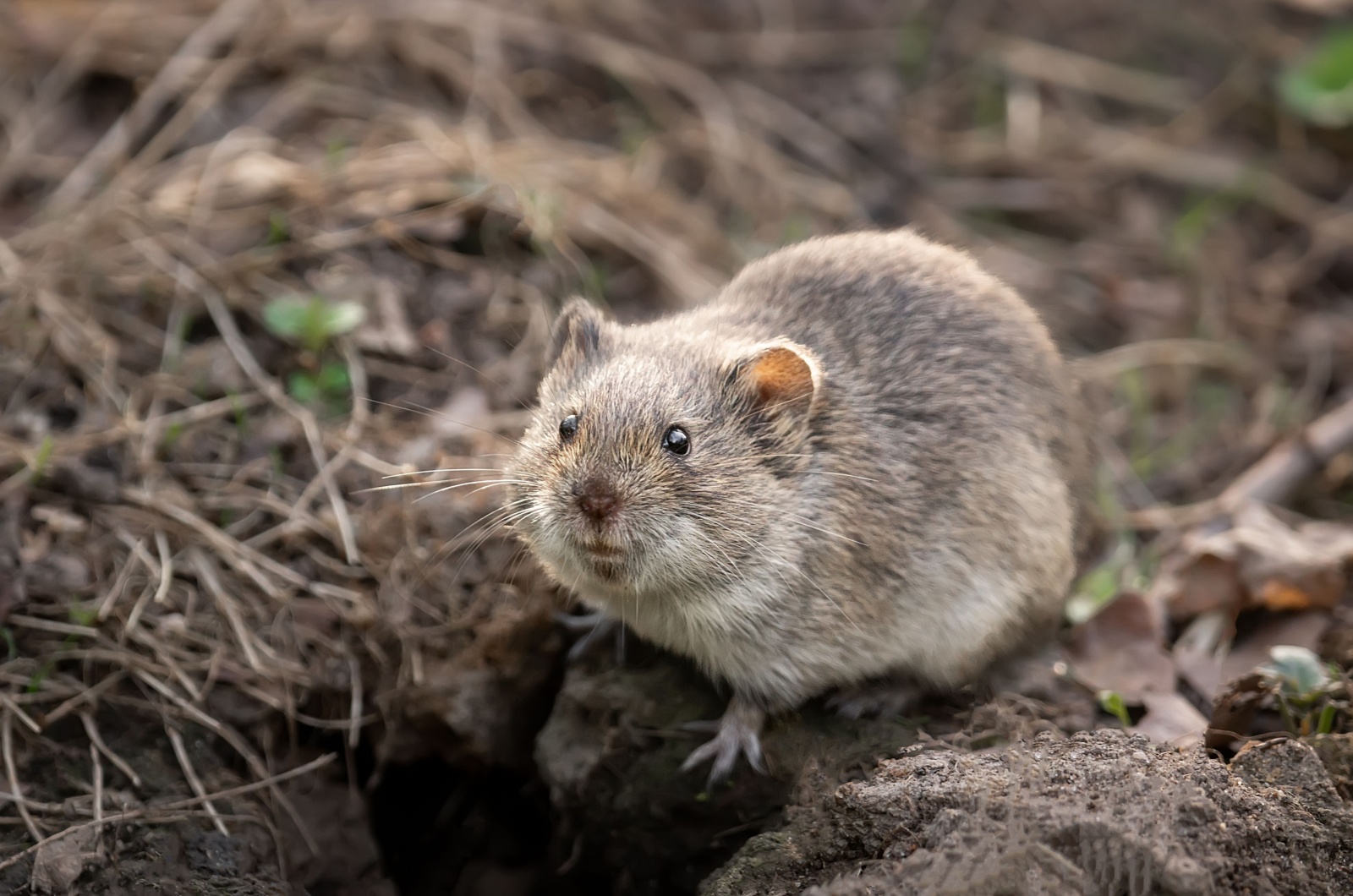 Field vole