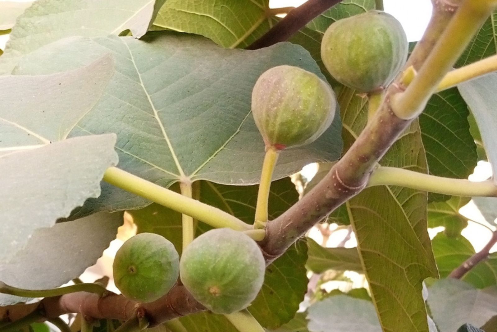 Fig fruit Tree