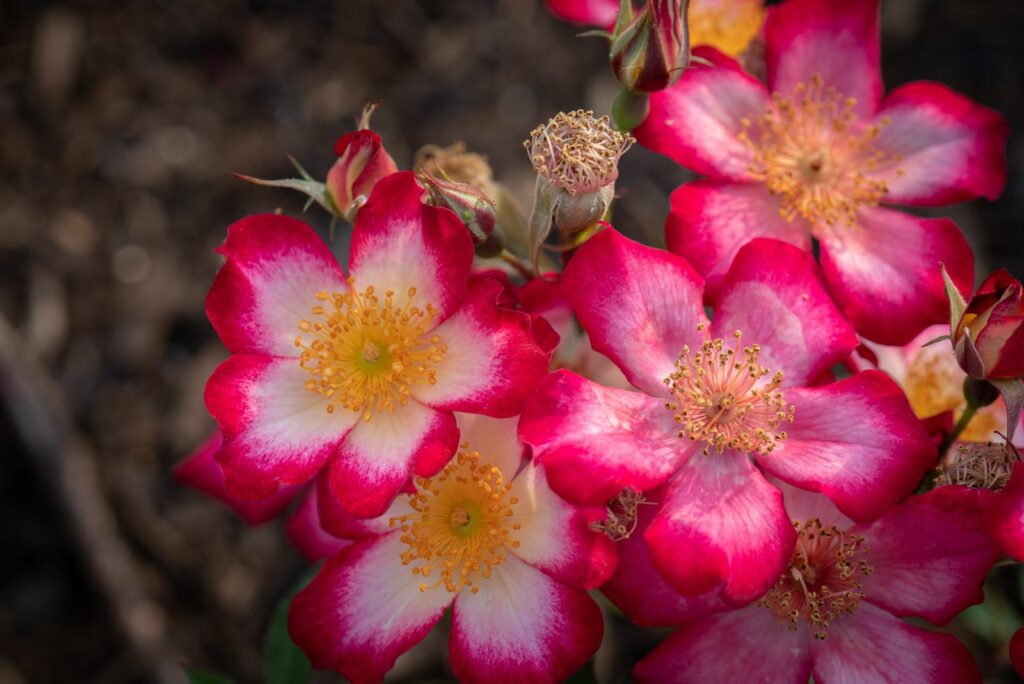 Floribunda Rose in Garden