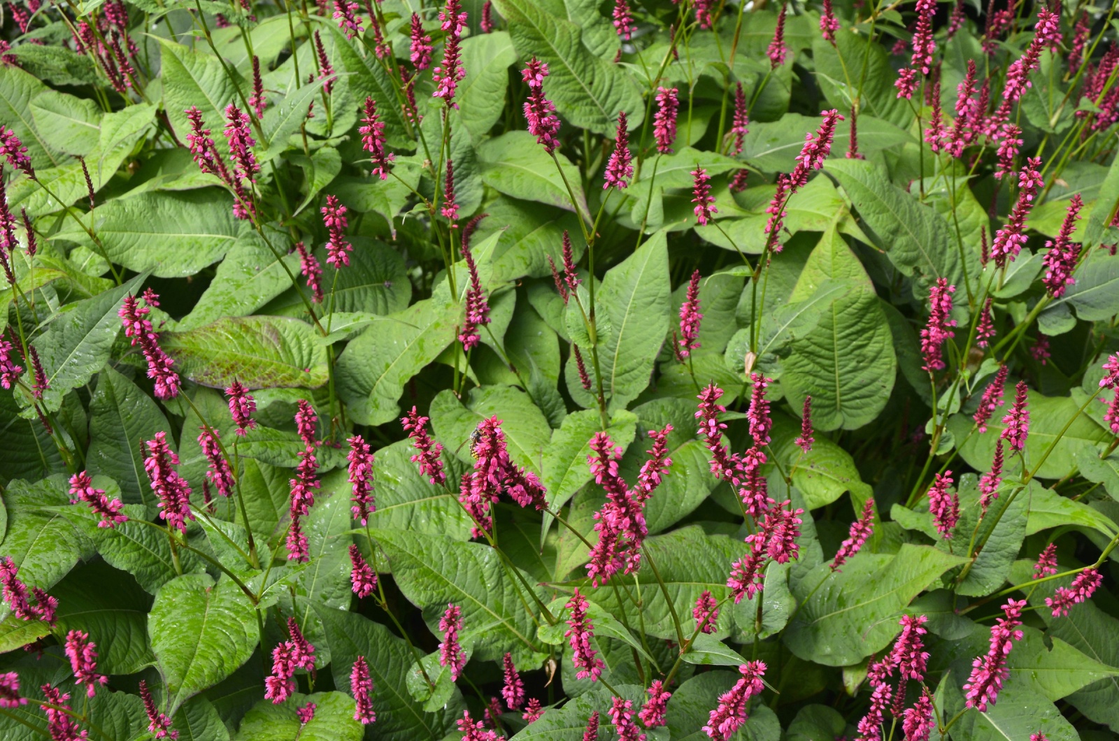 Flowering firespike