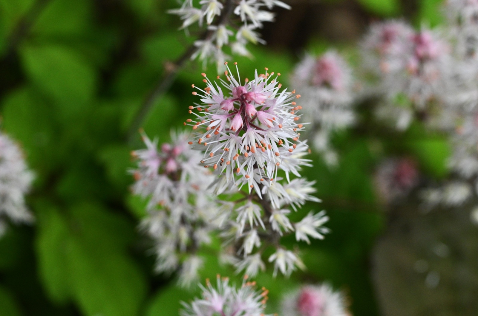 Foam Flowers 