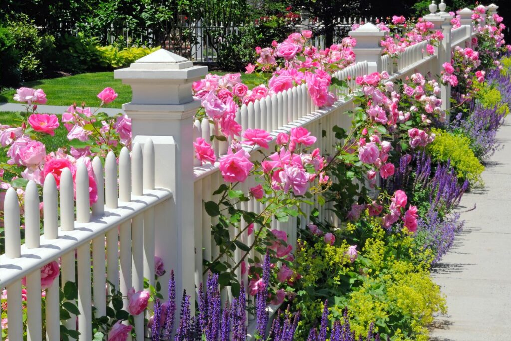 Garden fence with pink roses, sage, speedwell and catmint