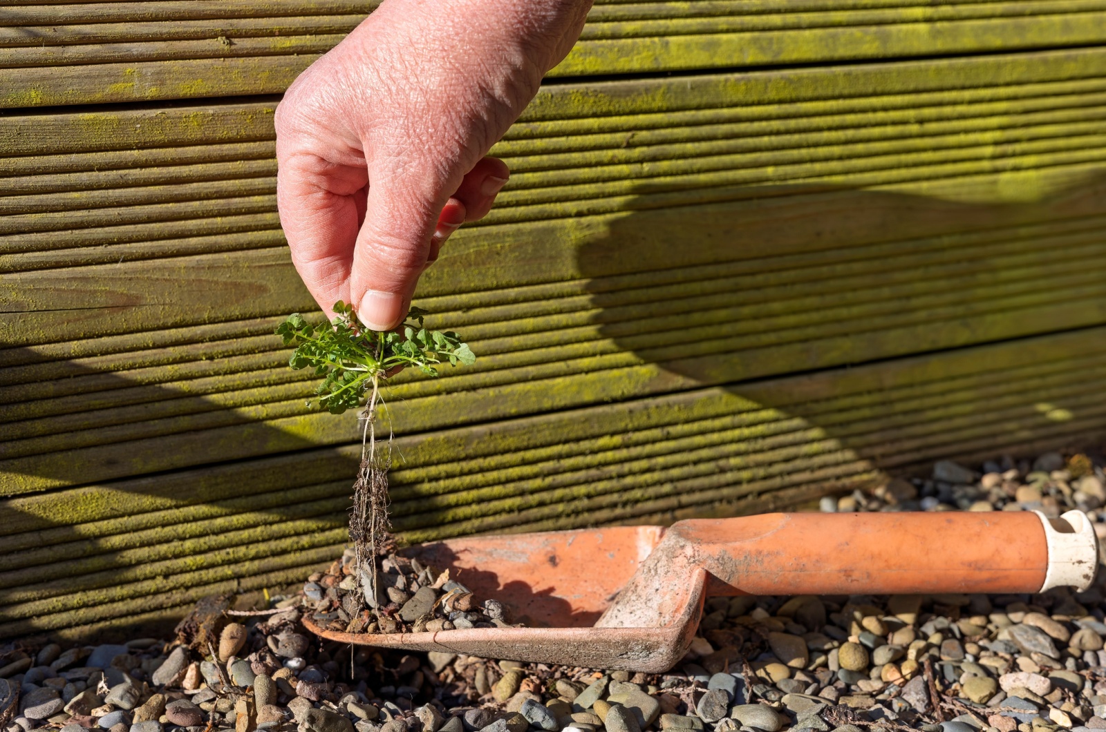 Gardener pulling out weeds