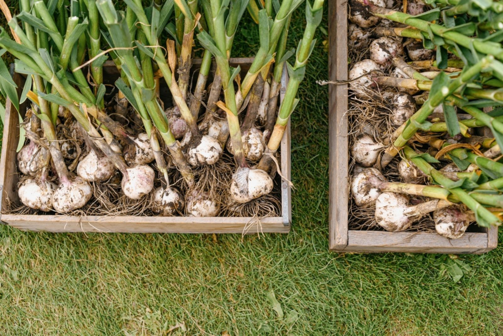 Garlic in wooden boxes