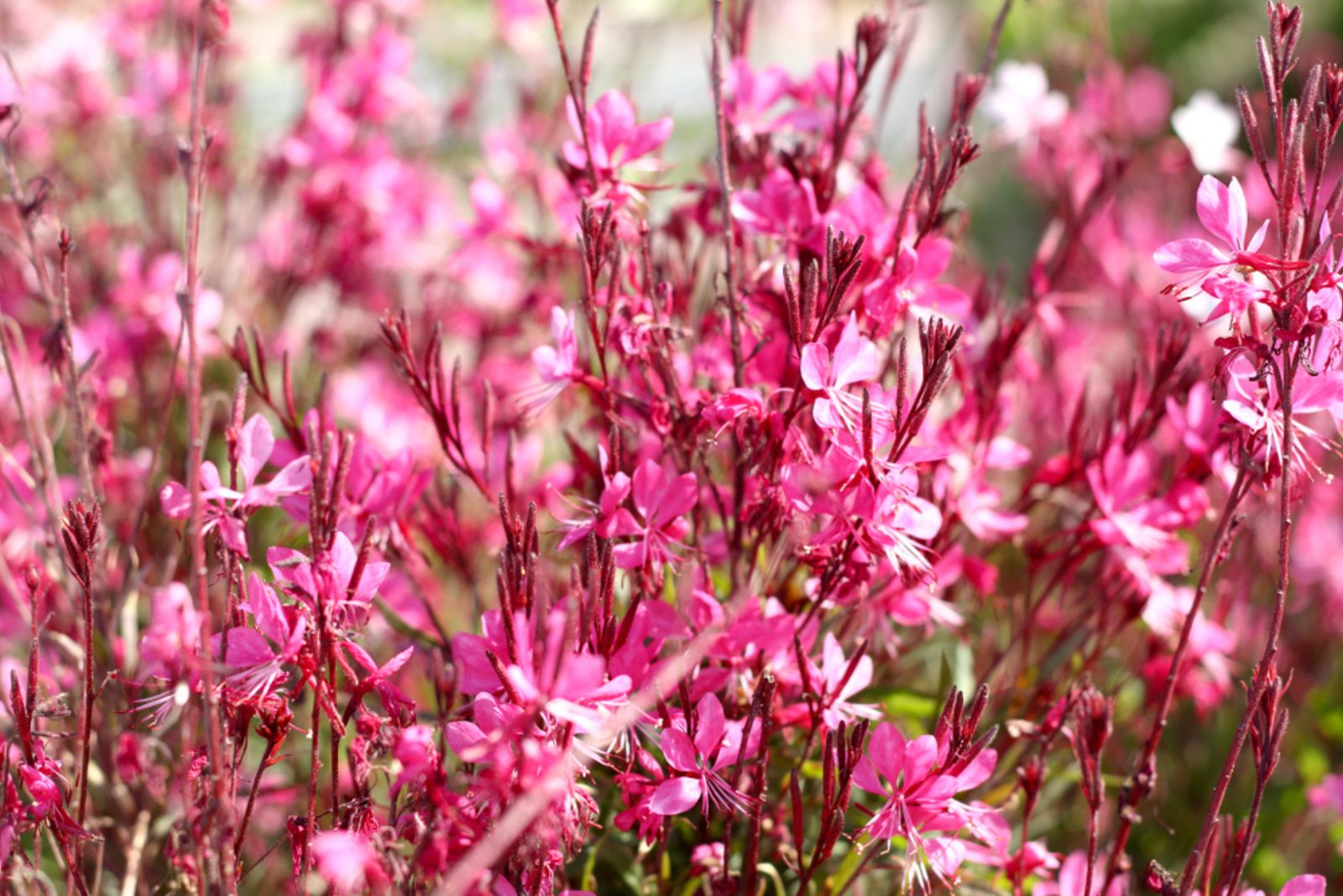 Gaura Lindheimeri flowers