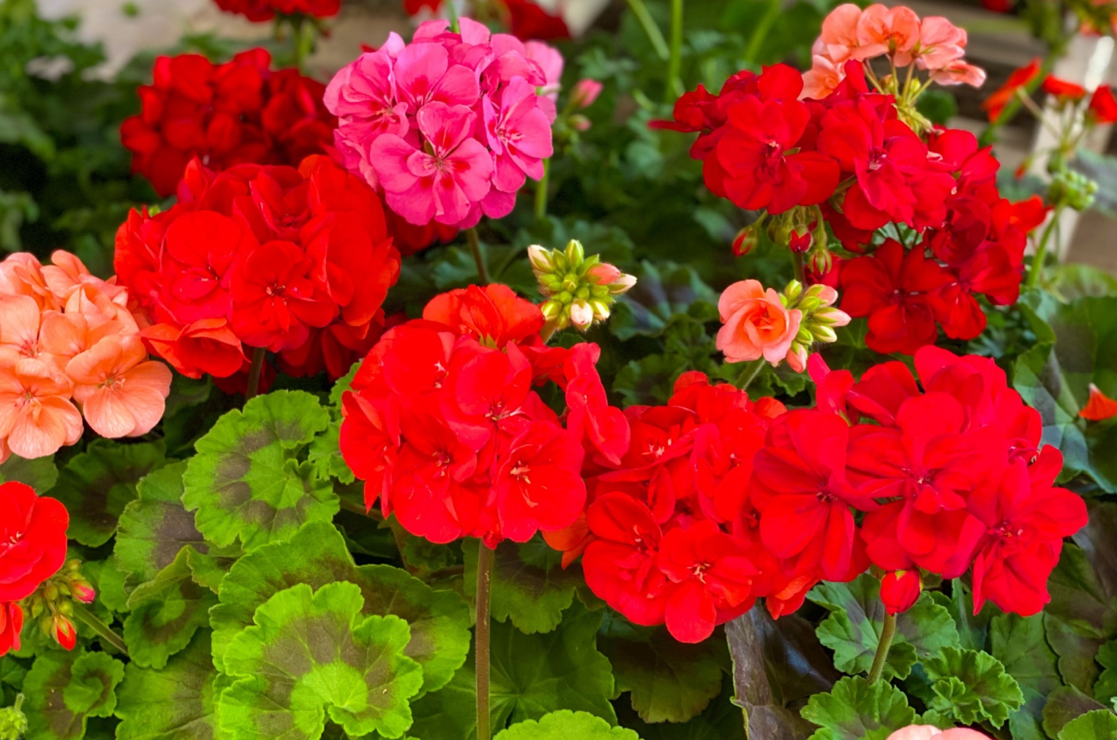 Geraniums