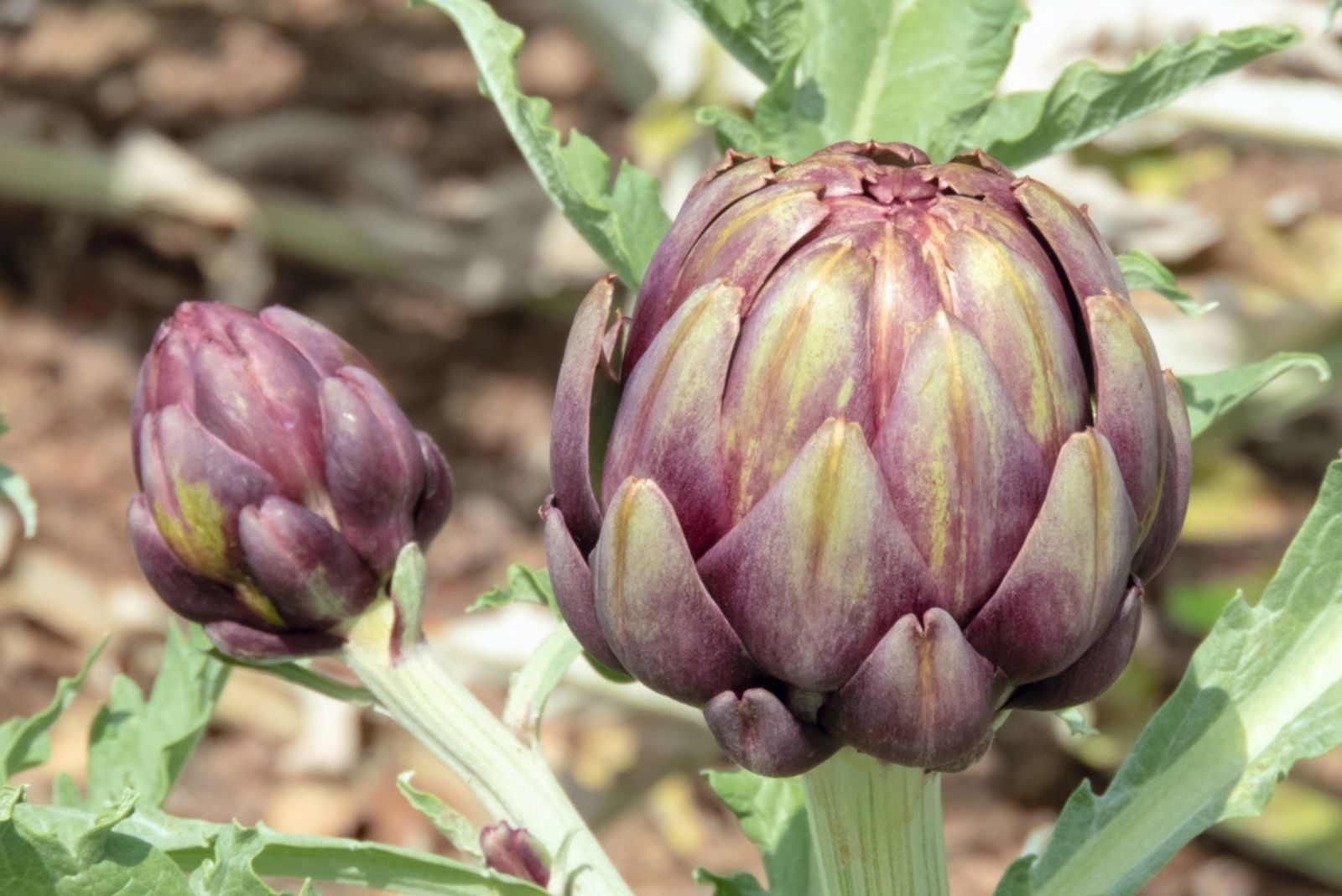 Globe artichoke