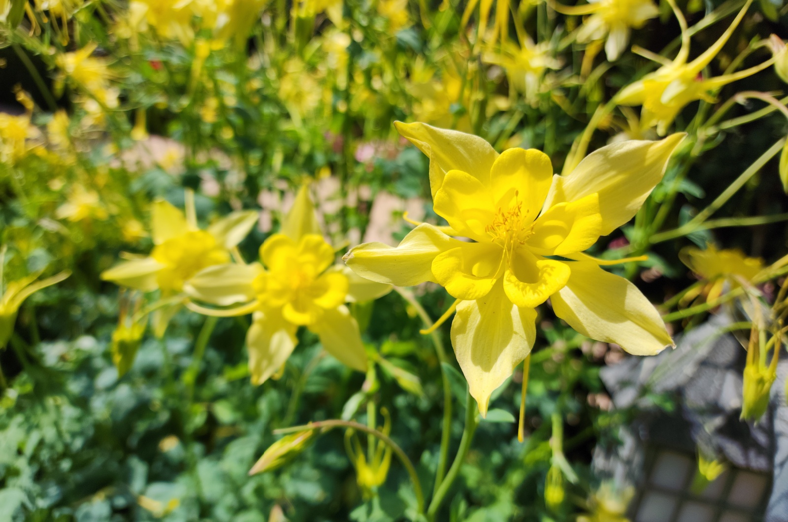 Golden Columbine Plant