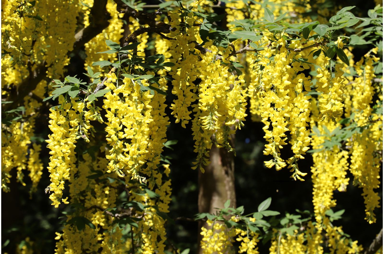 Golden Rain Tree