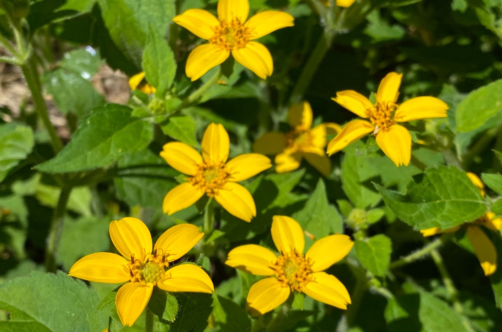 Goldenknee Plant