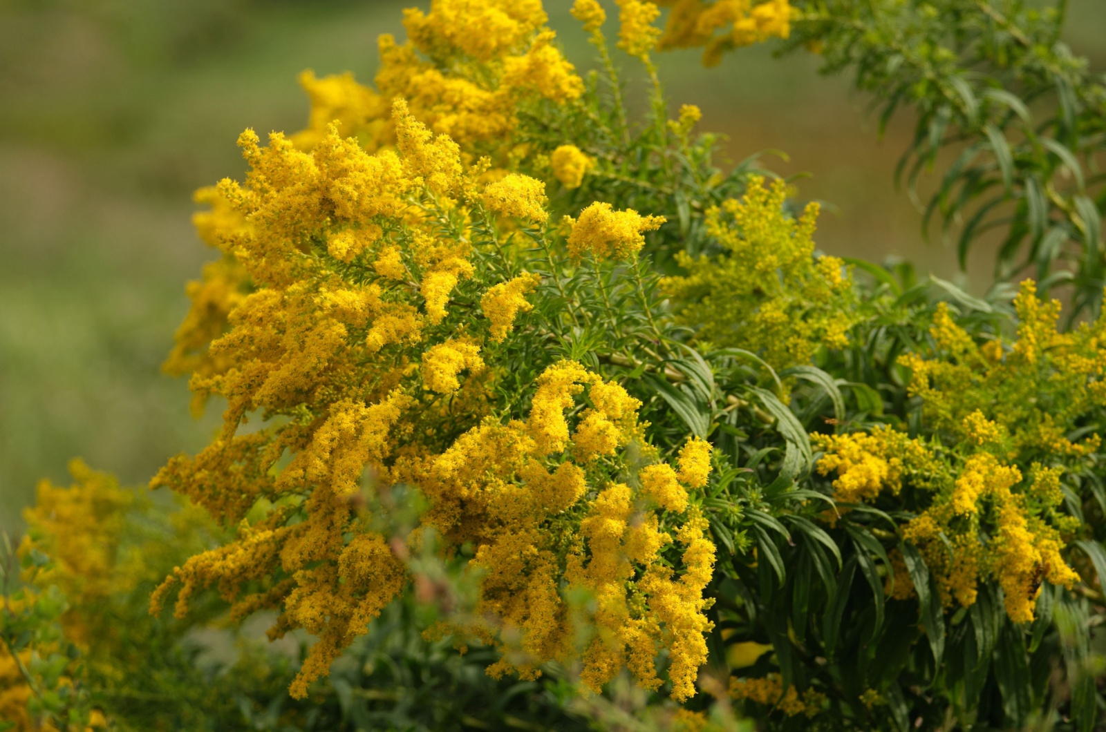 Goldenrod plant