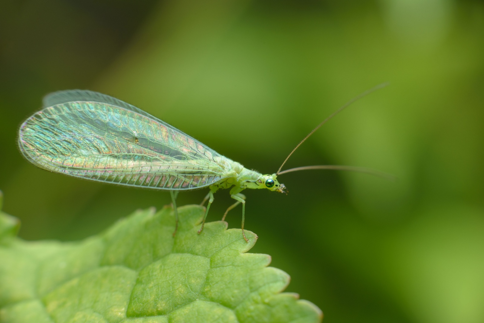 Green Lacewings