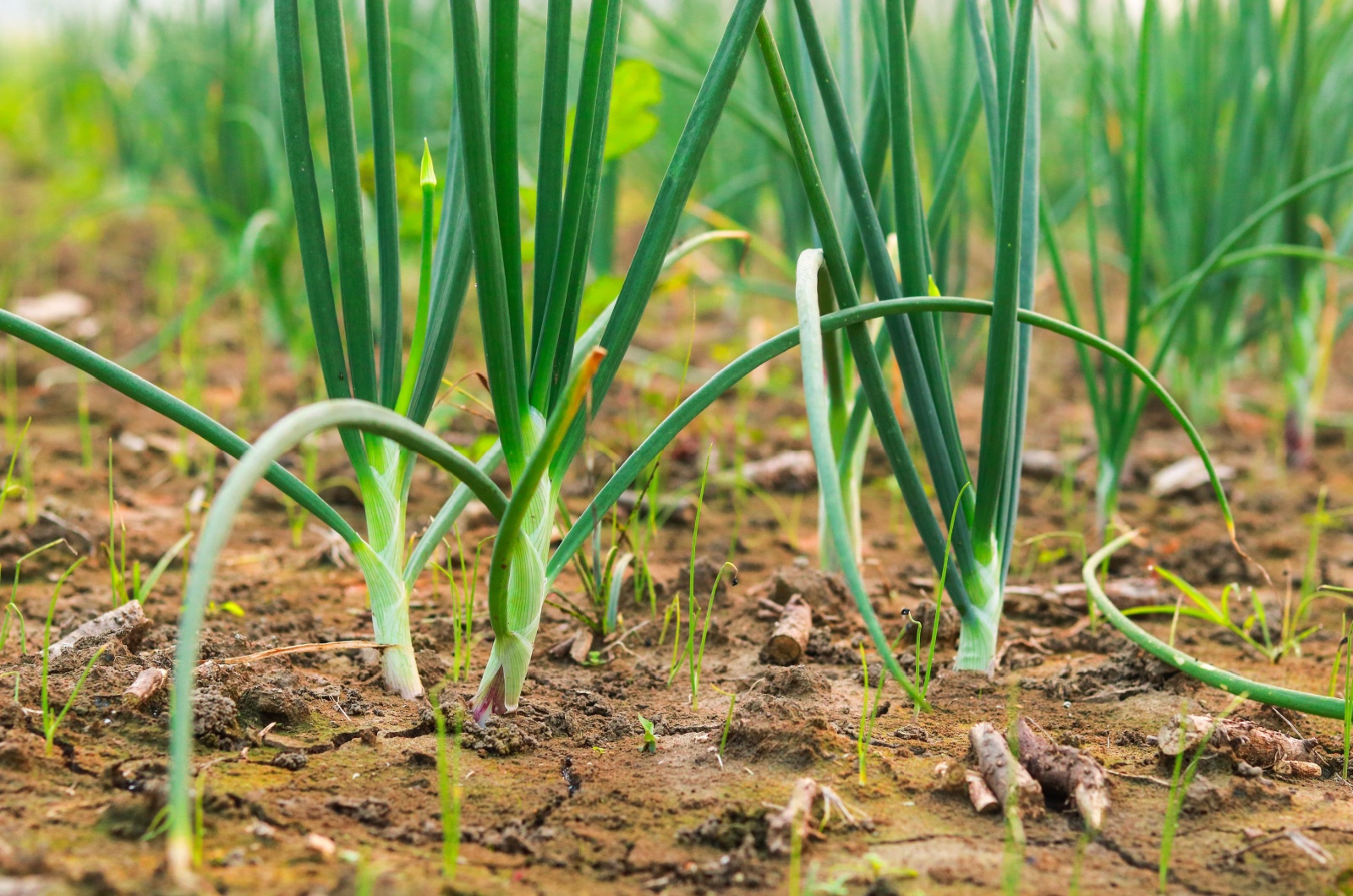 Green Onions