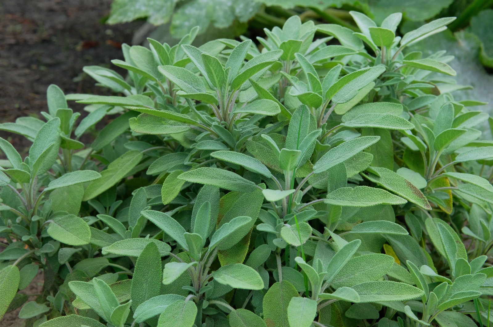 Green Sage Plant