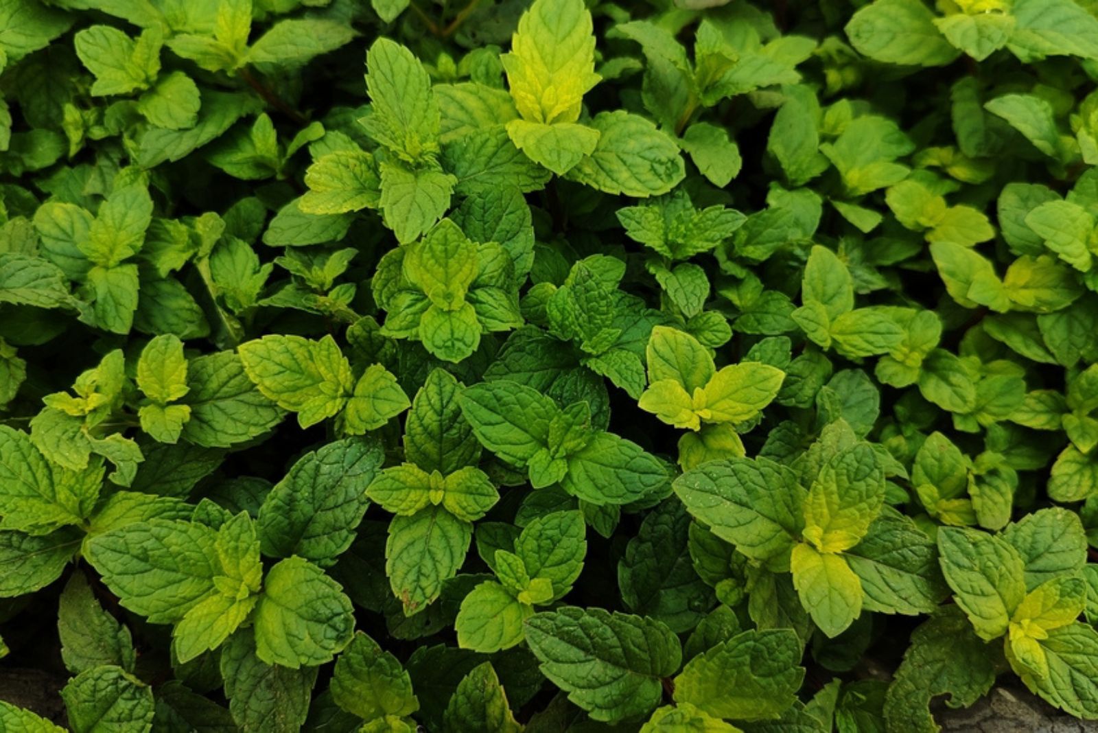 Green and fresh Mint Plant