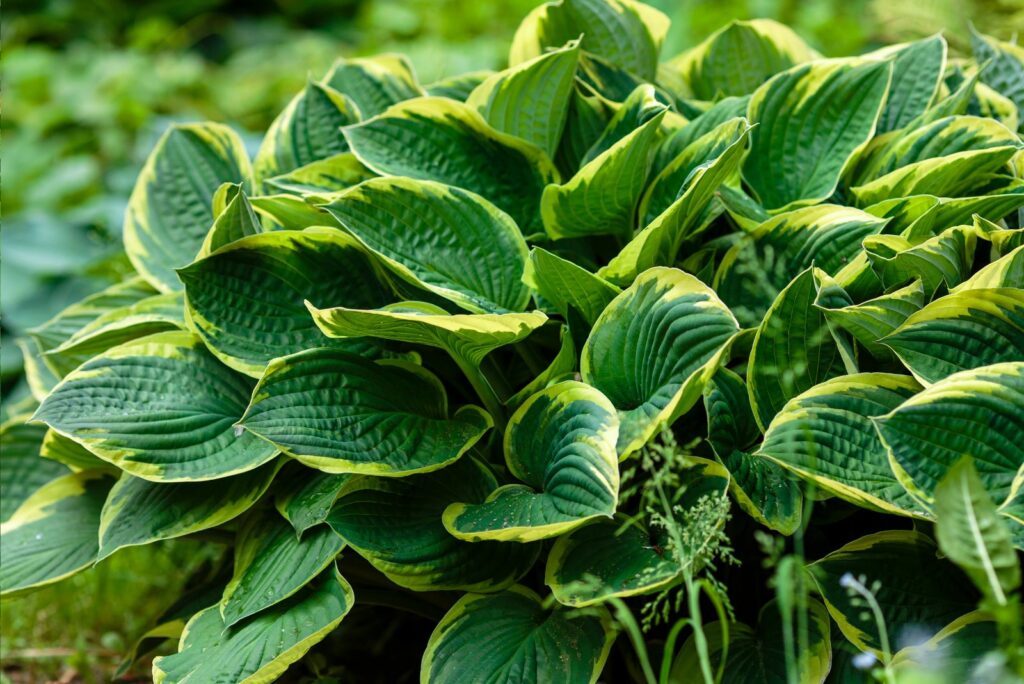 Green bush Hosta