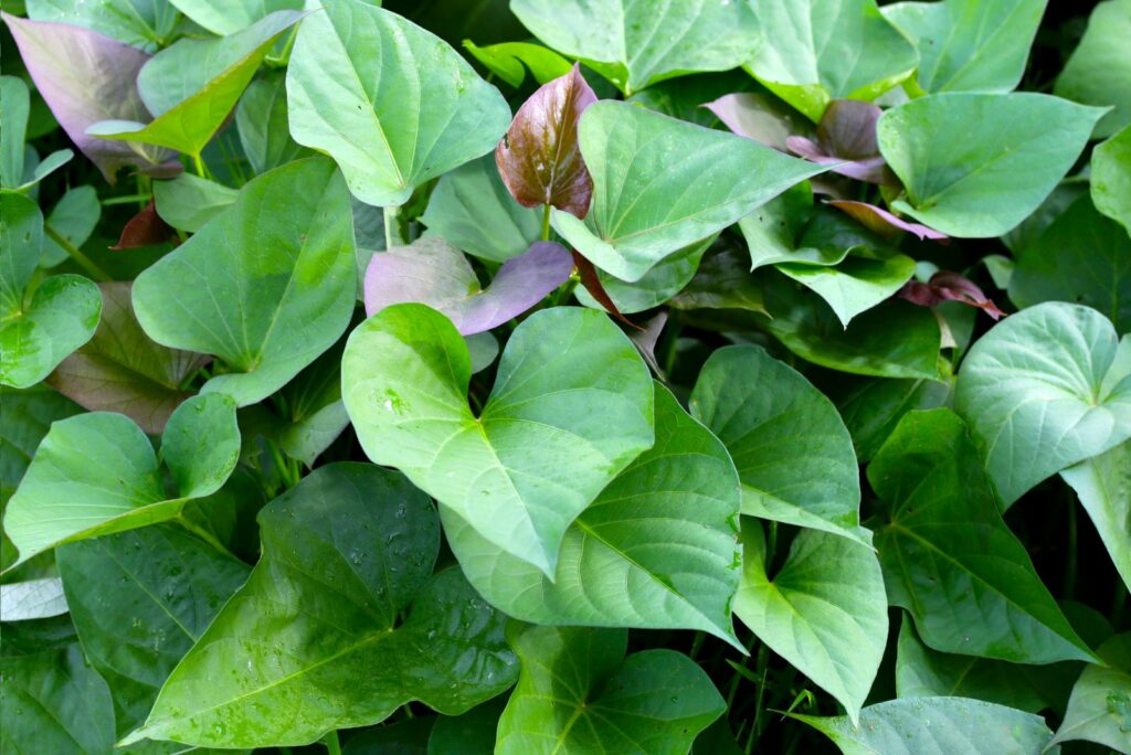 Green leaves of sweet potato plant