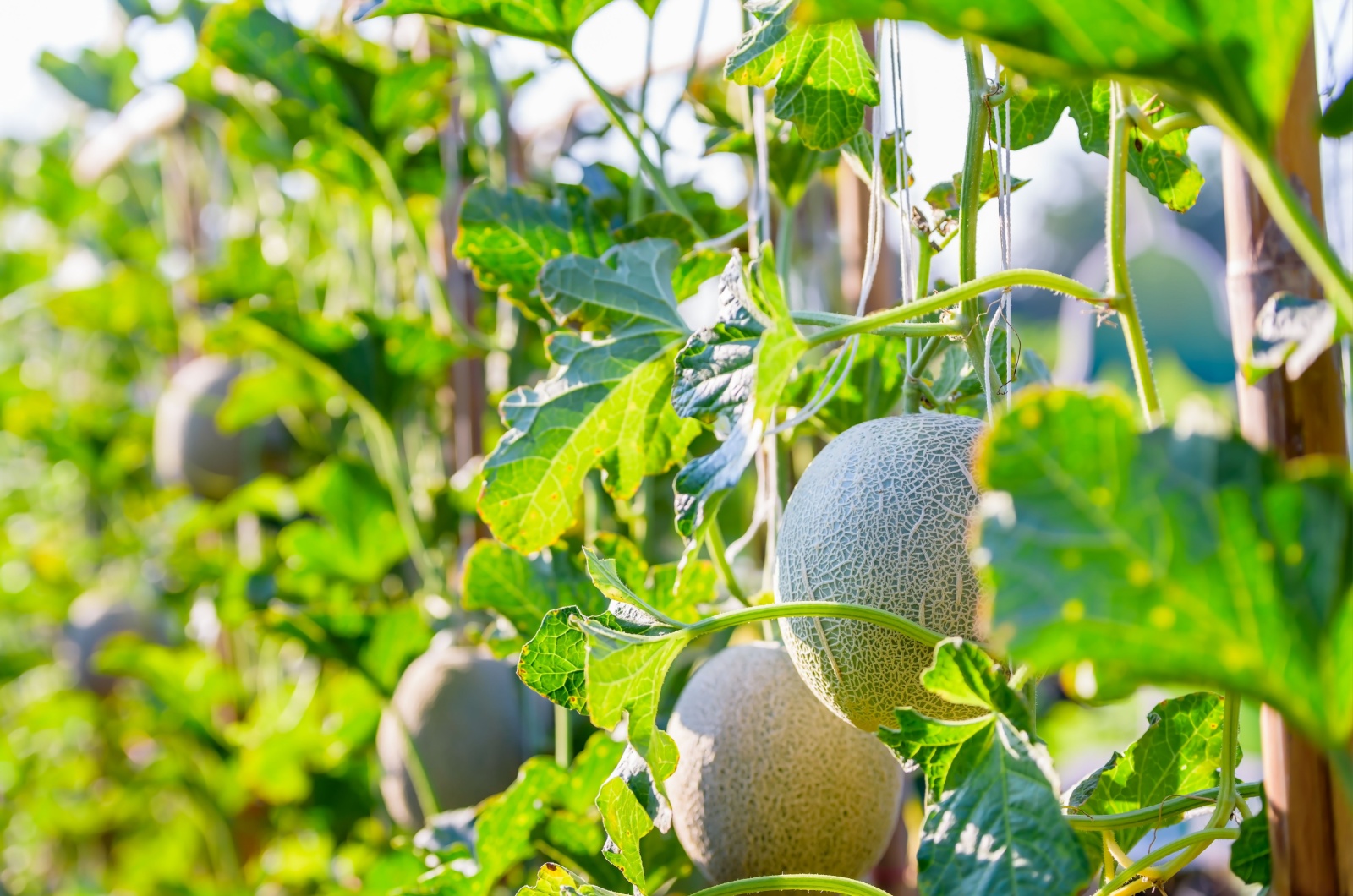 Green melon cantaloupe