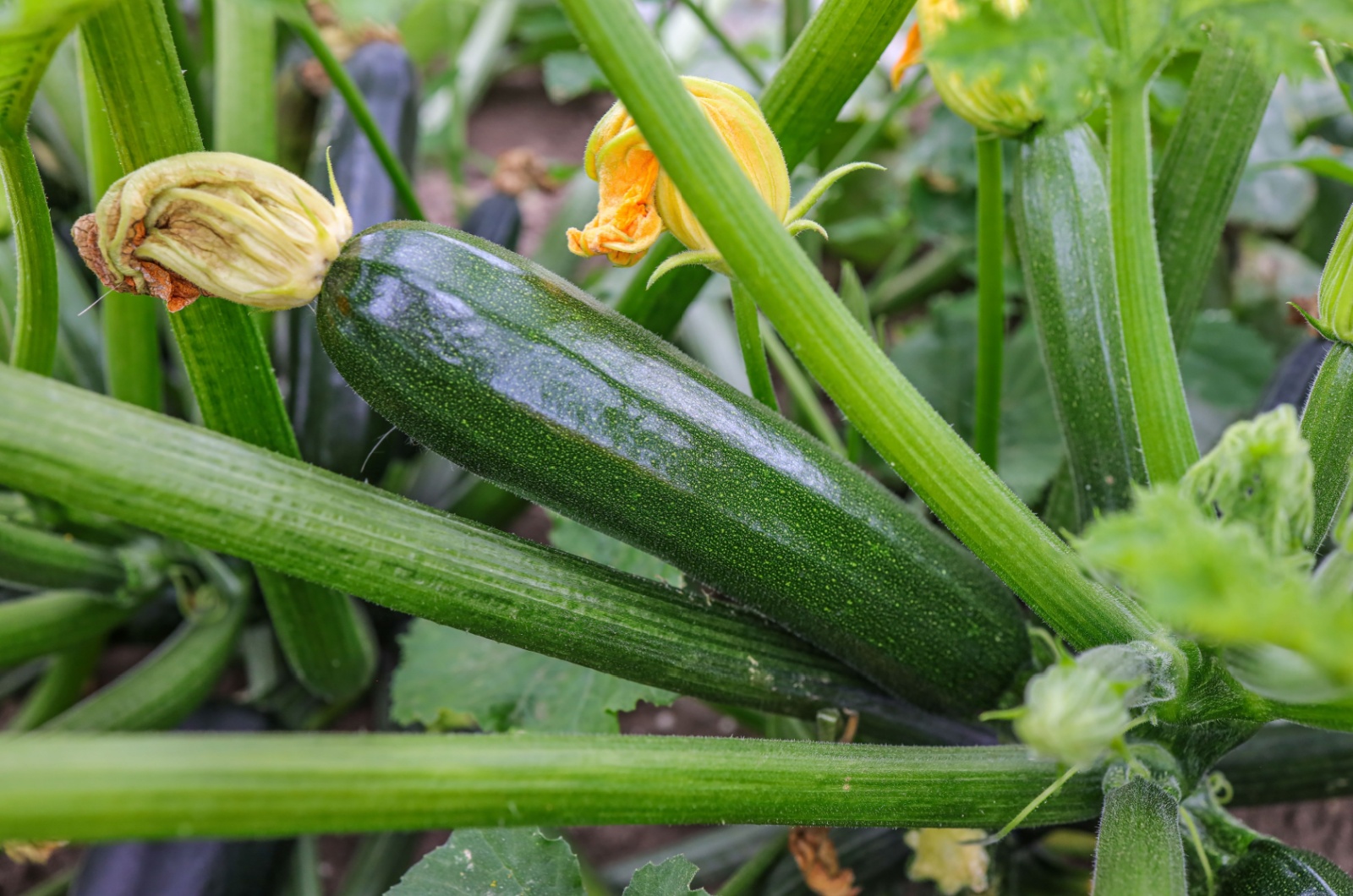 Green zucchini with yellow flower