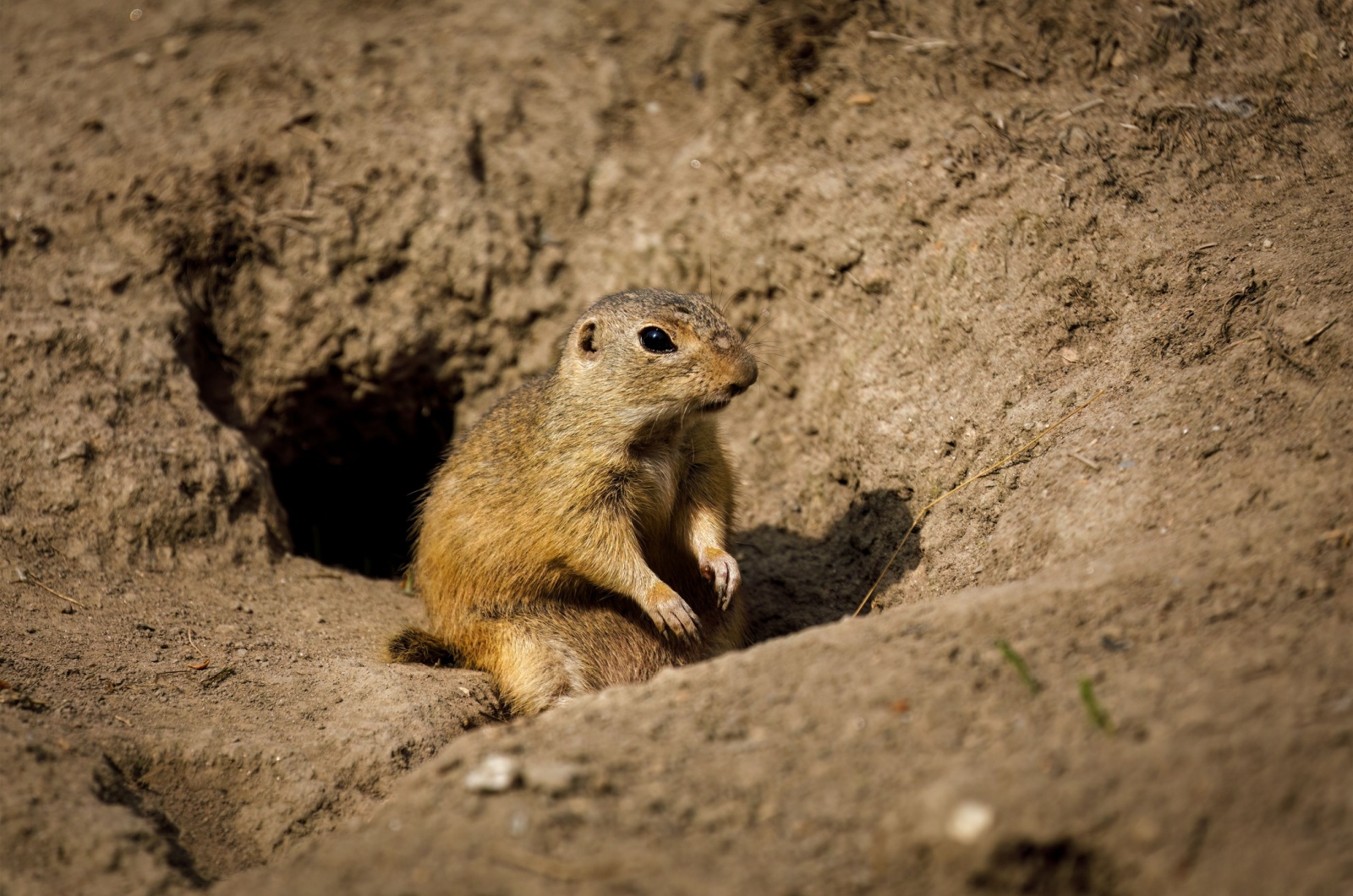 Ground Squirrel