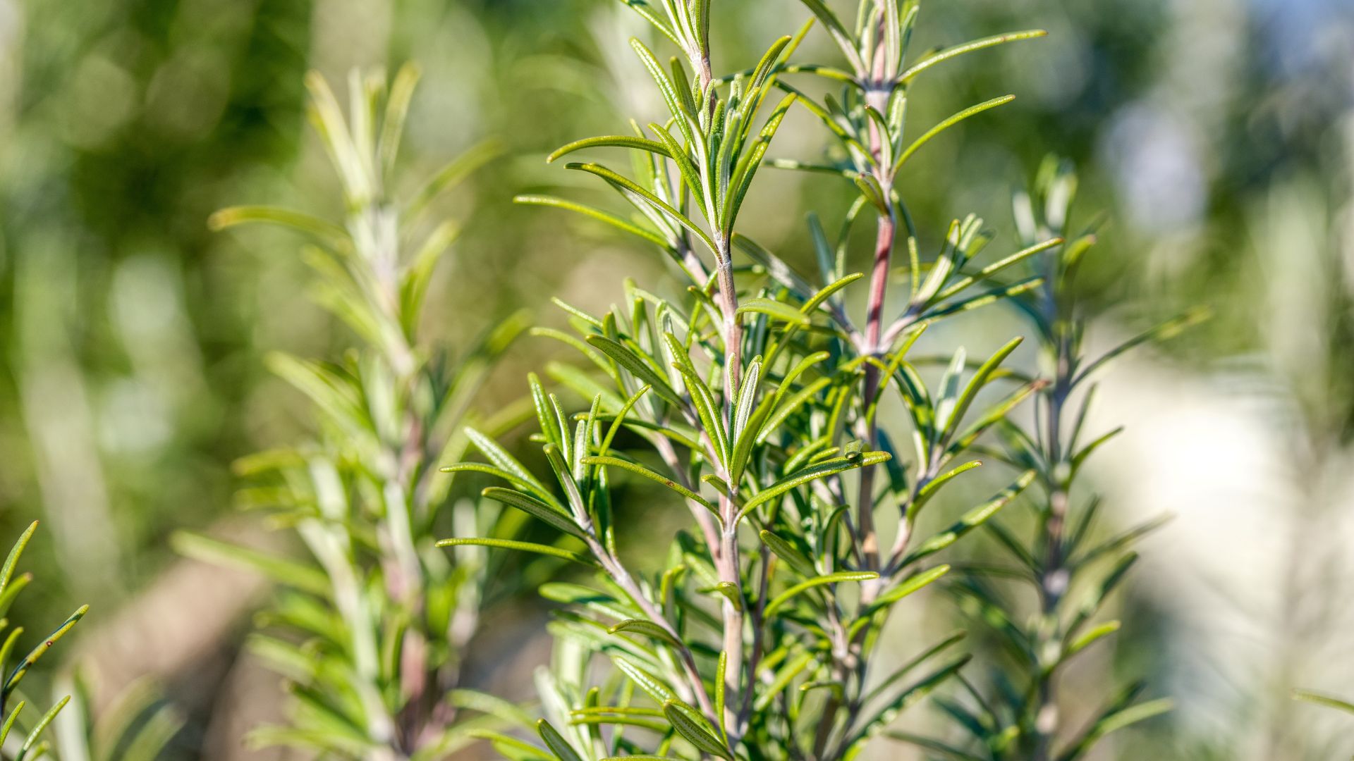 fragrant herb that'll deter wasps