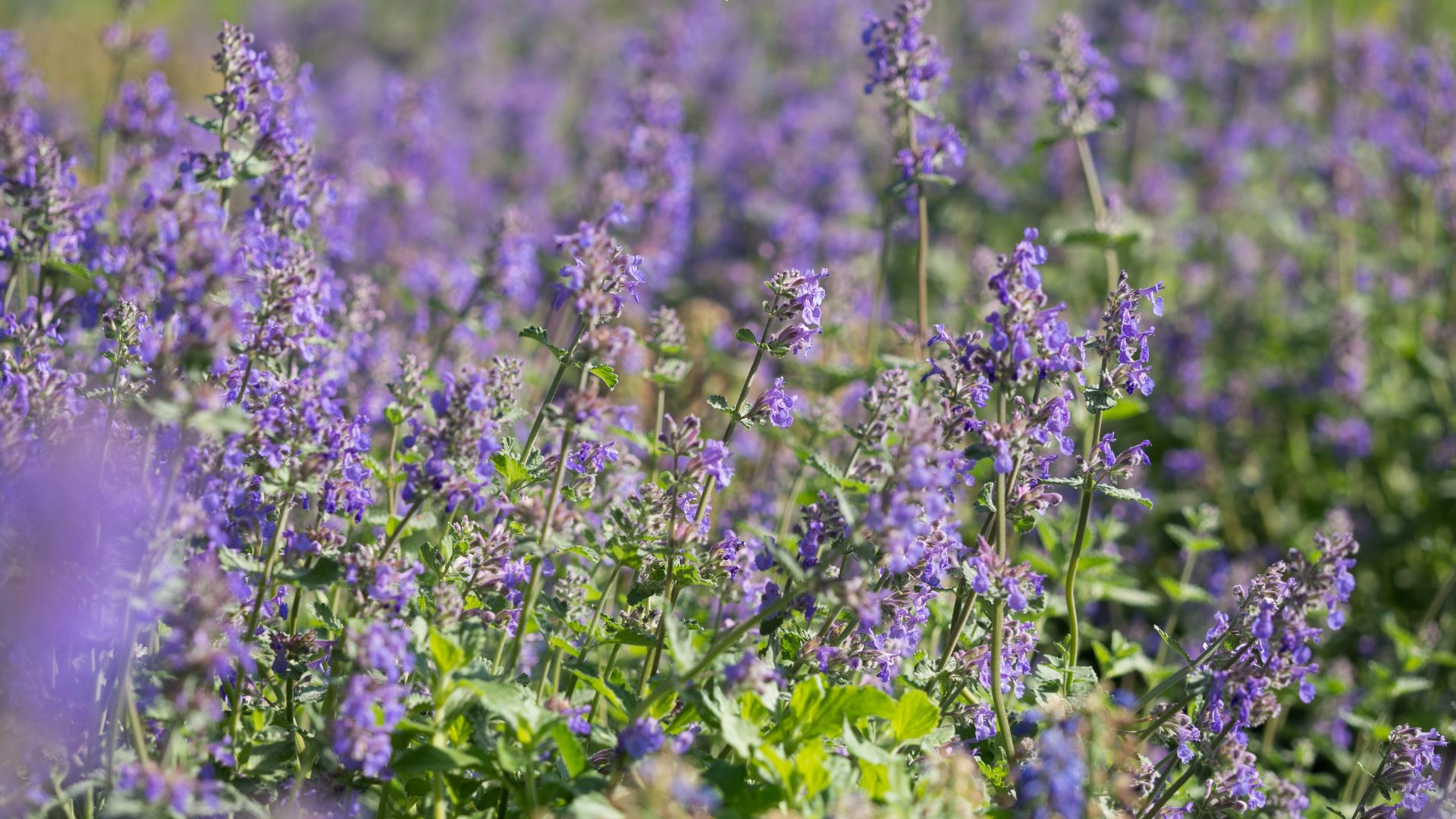 Grow This Powerful Herb For A Beautiful, Weed-Free Garden