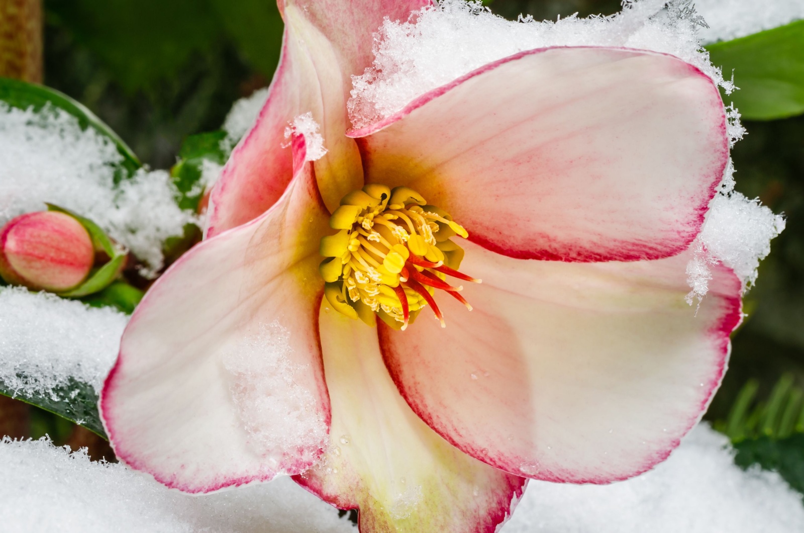 Hellebores