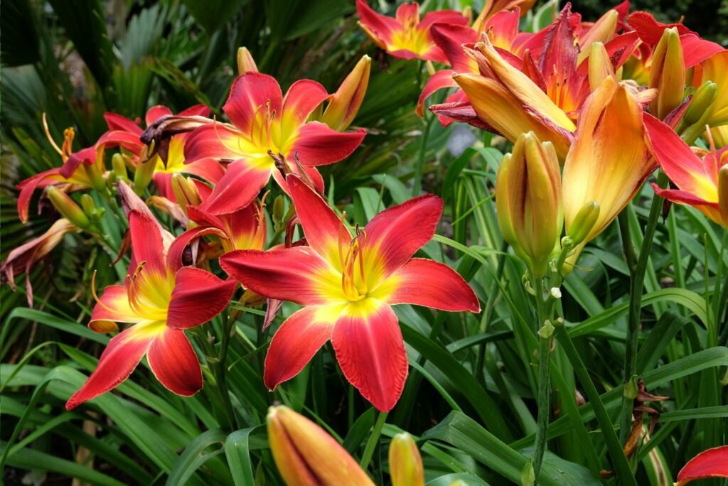 Hemerocallis hybrid daylily 'All American Chief' in flower