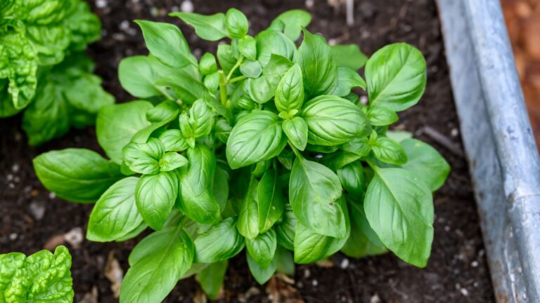 basil growing in garden