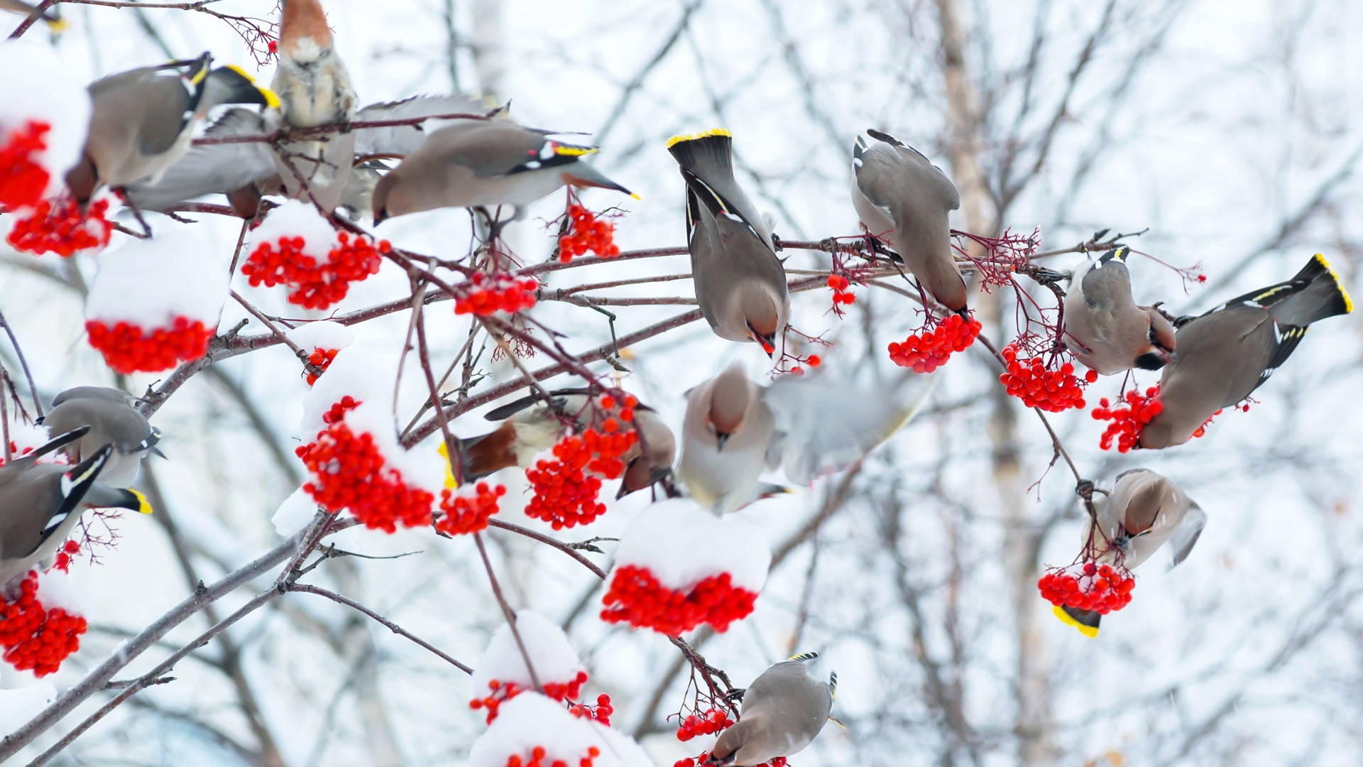 birds in winter