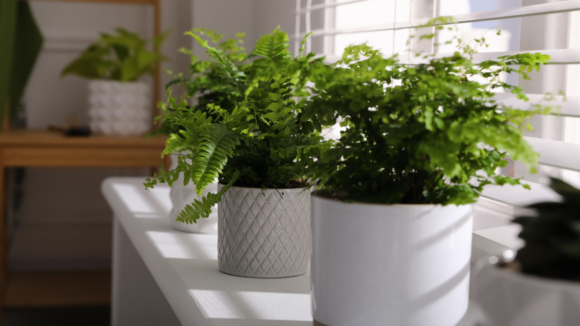 Here’s How To Overwinter Your Boston Fern And Keep It Happy During The Colder Months