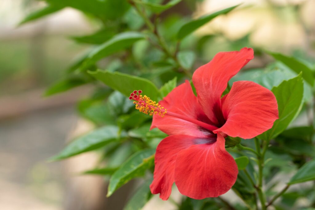 Hibiscus