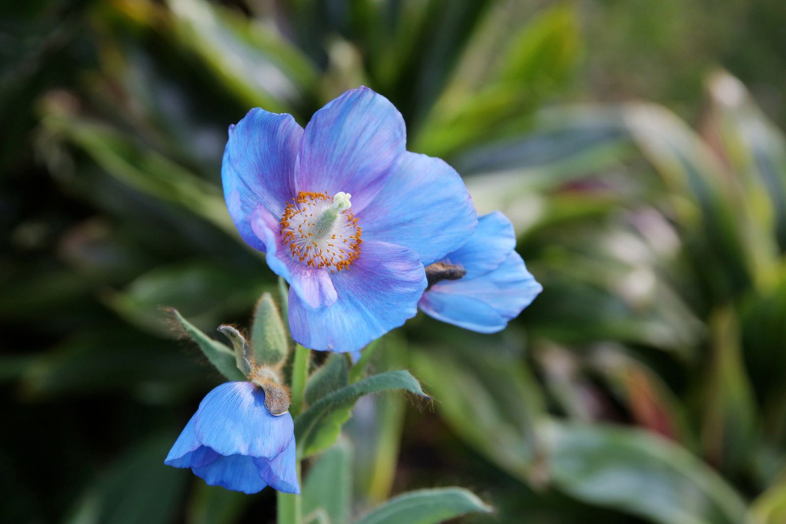 Himalayan Blue Poppy