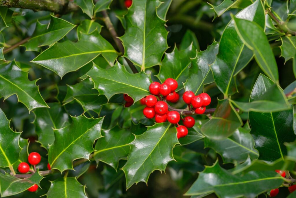 Holly green foliage with matures red berries