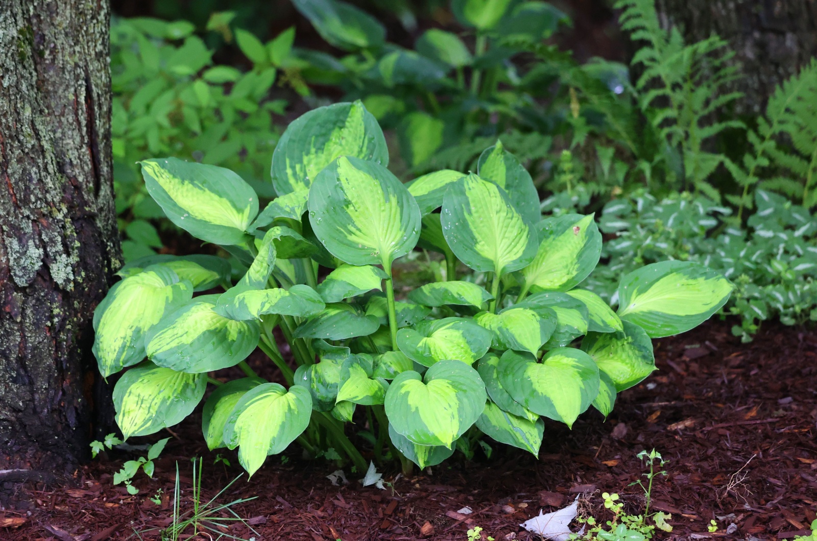 Hosta bush