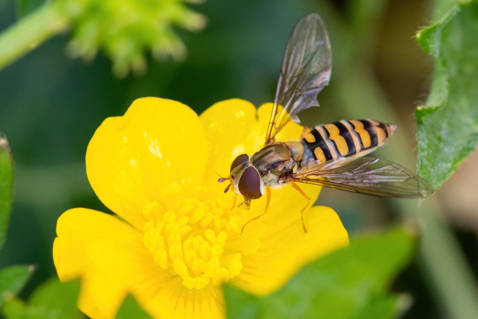 Hoverfly