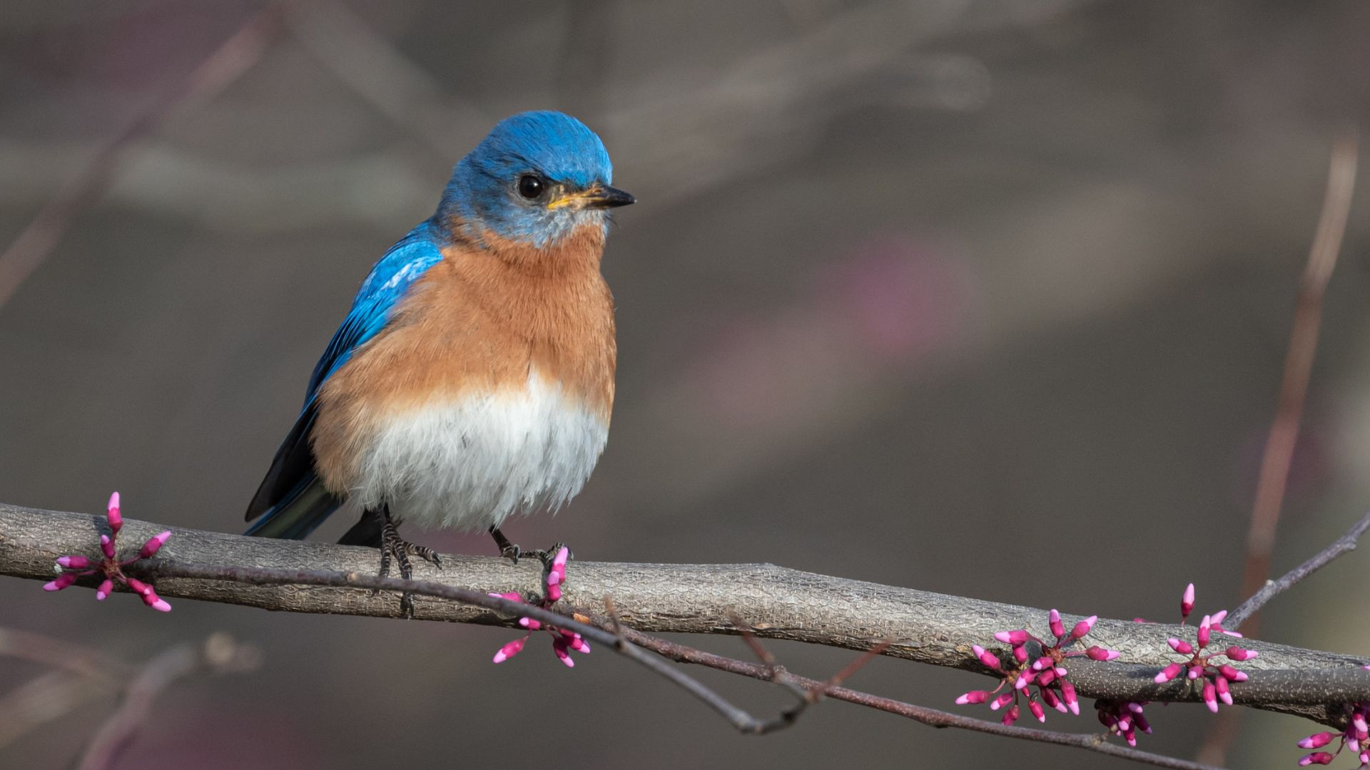 birds attracted to redbud trees