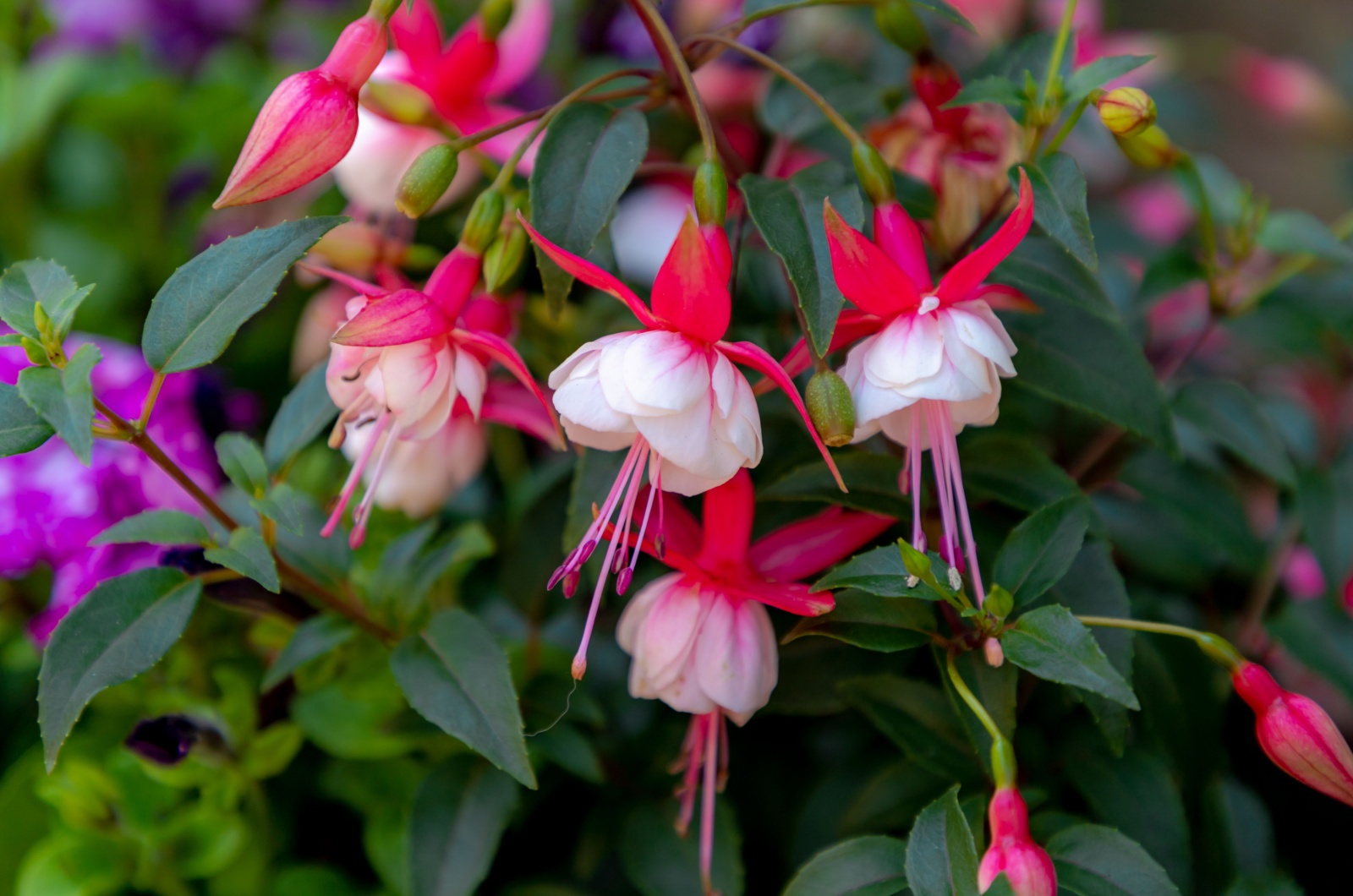 Hummingbird fuchsia