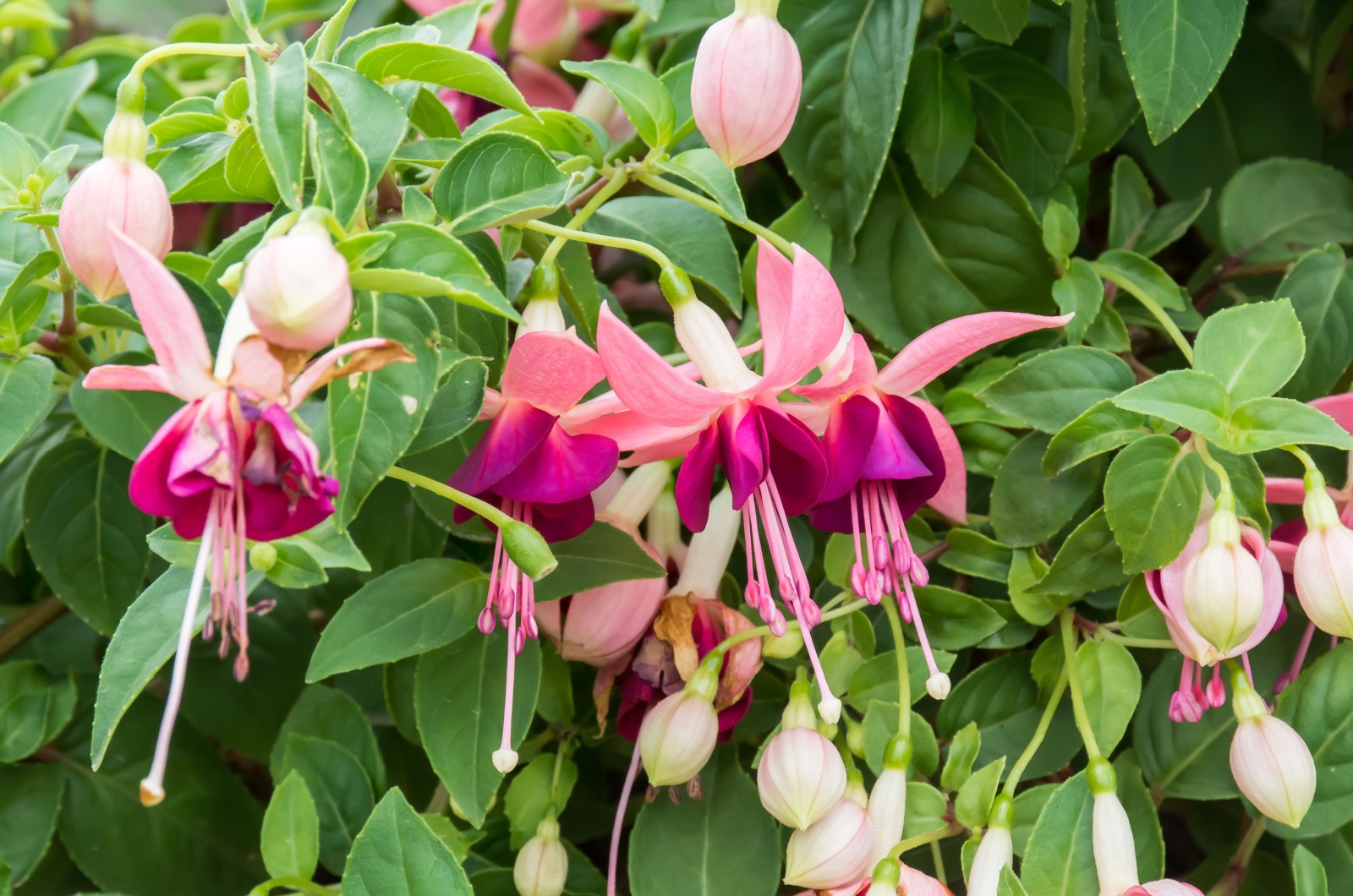 Hybrid Fuchsia flowers