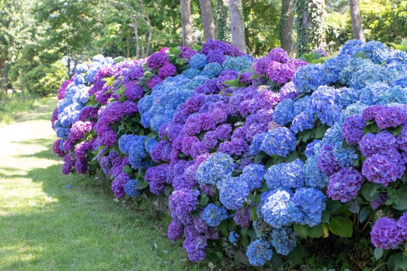 Hydrangea garden hedge