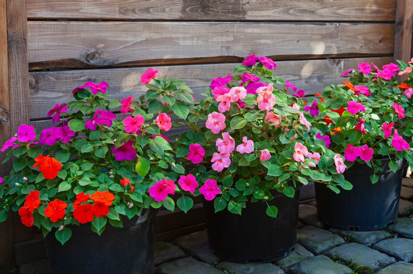 Impatiens