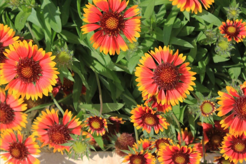 Indian Blanket