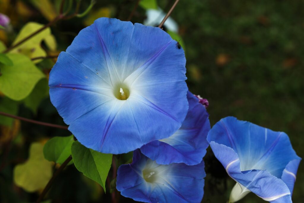 Ipomoea tricolor